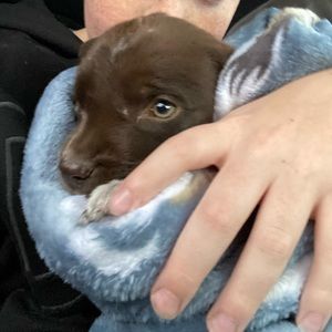 Meet your Posher, Chase